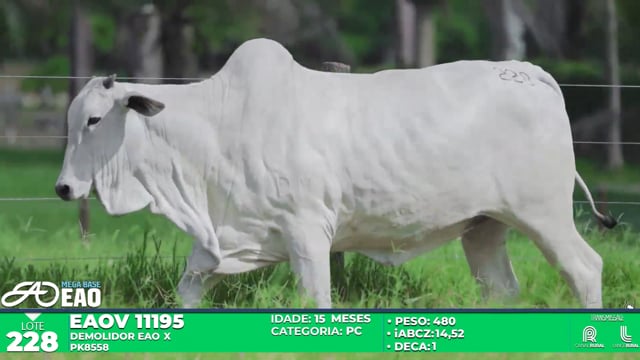 Lote 228
