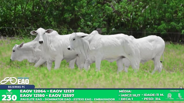 Lote 230
