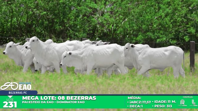 Lote 231