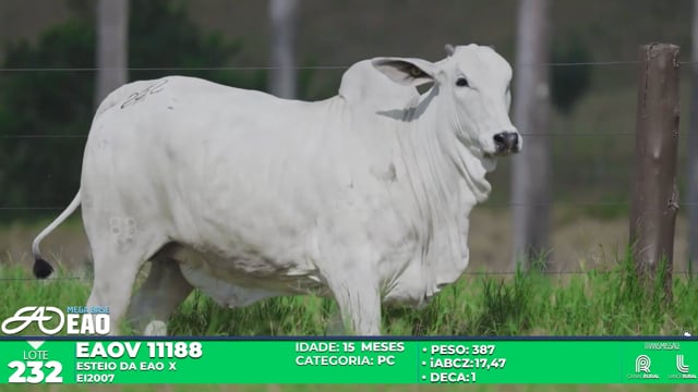 Lote 232