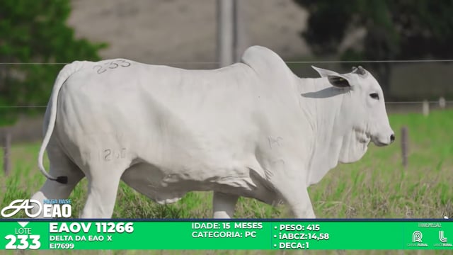 Lote 233
