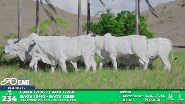 Lote 234