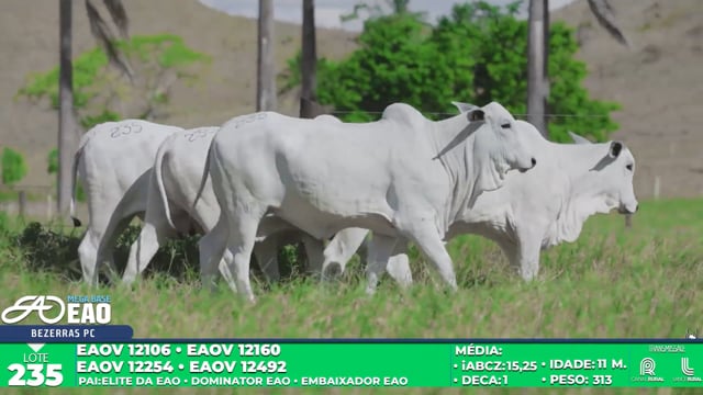 Lote 235