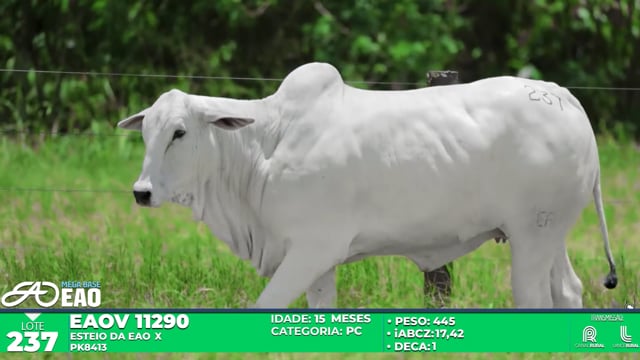 Lote 237