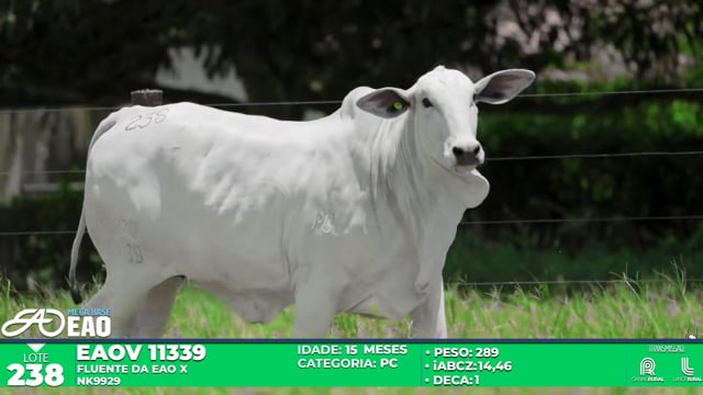 Lote 238