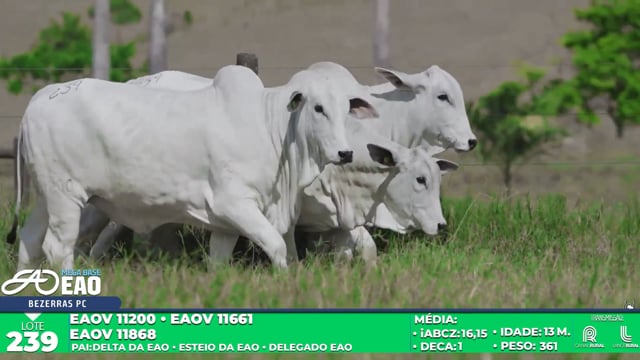 Lote 239