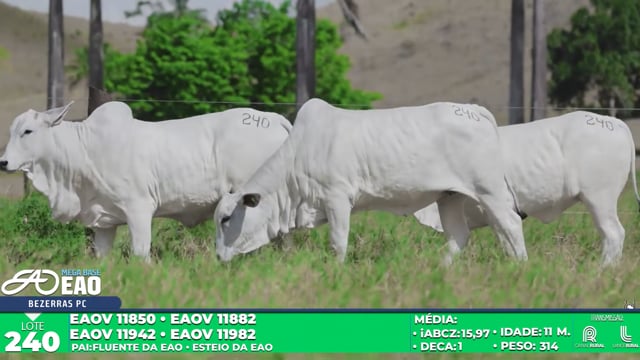 Lote 240