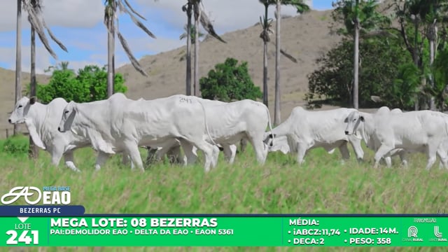 Lote 241