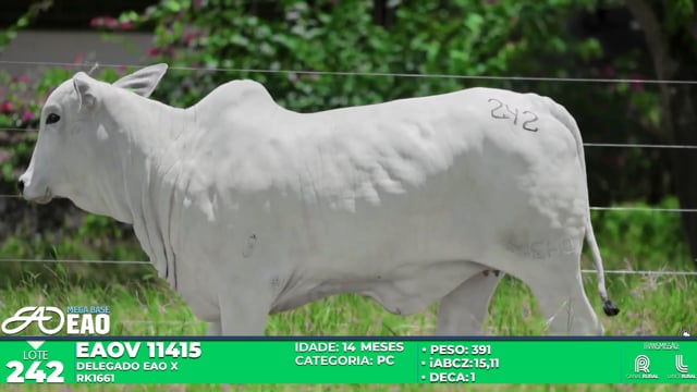 Lote 242