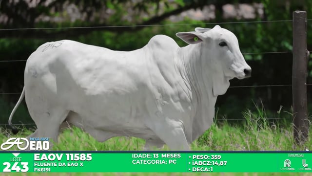 Lote 243