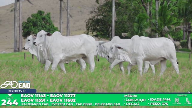 Lote 244