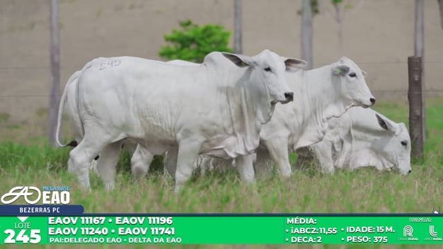 Lote 245