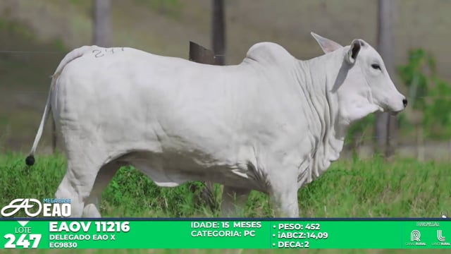 Lote 247