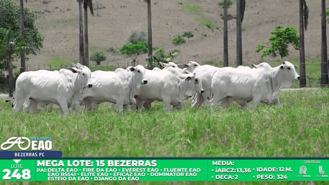 Lote 248