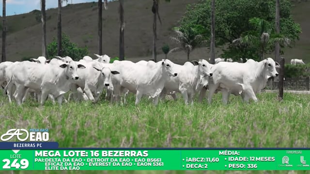 Lote 249