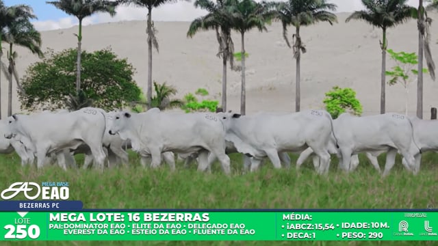 Lote 250
