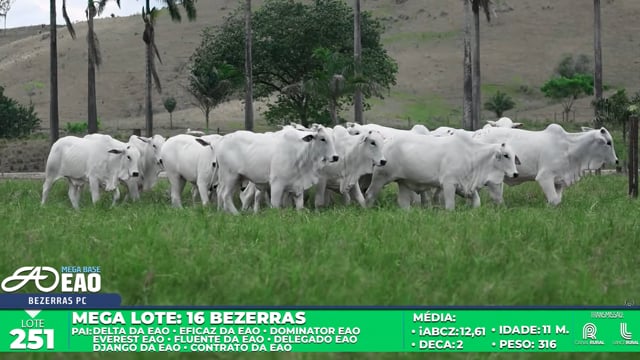 Lote 251