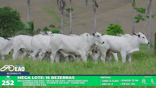 Lote 252
