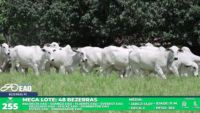 Lote 255