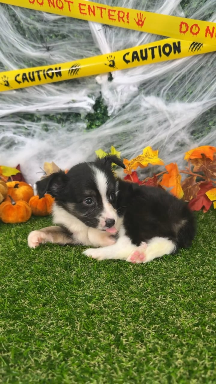 Male Mini Aussie puppy named Bean for sale at Puppy Dreams - Missouri City. video thumbnail