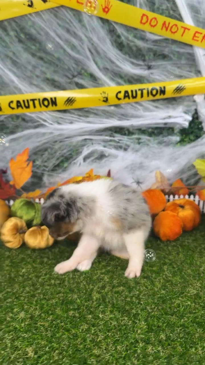 Female Mini Aussie puppy named Ivy for sale at Puppy Dreams - Missouri City. video thumbnail