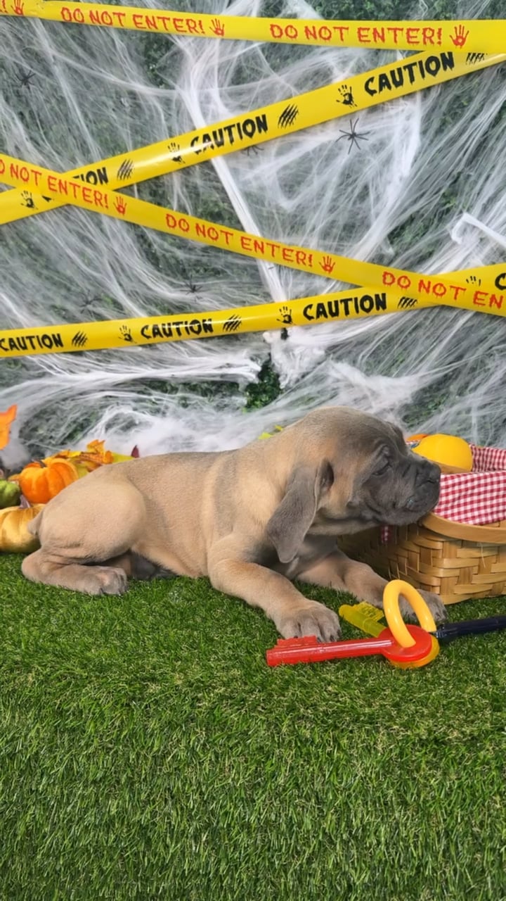 Female Cane Corso puppy named Willow for sale at Puppy Dreams - Missouri City. video thumbnail
