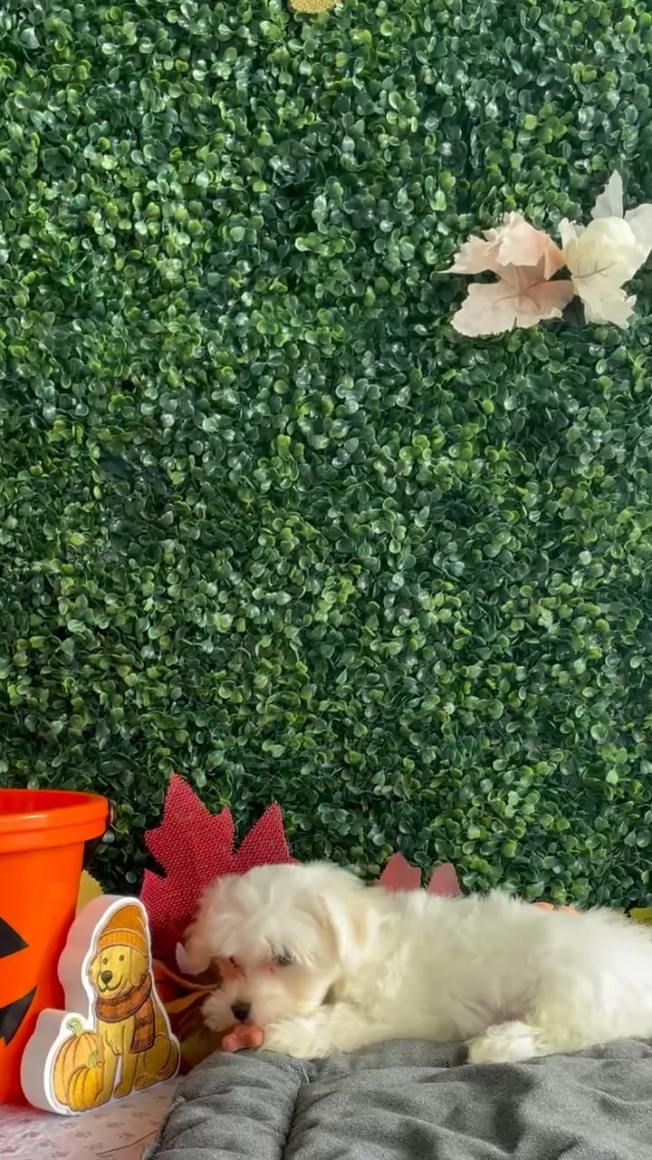 Male Maltese puppy named Timmy for sale at Puppy Dreams - West Little Rock. video thumbnail
