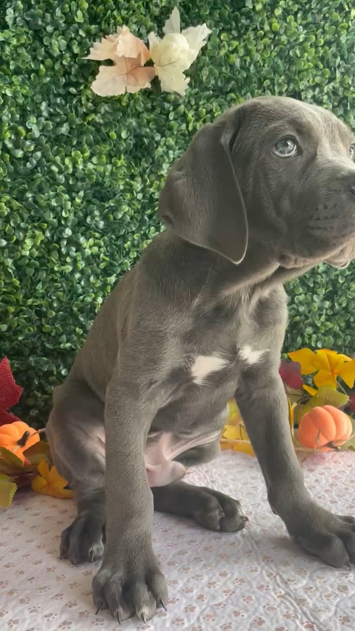 Male Cane Corso puppy named Blue for sale at Puppy Dreams - West Little Rock. video thumbnail