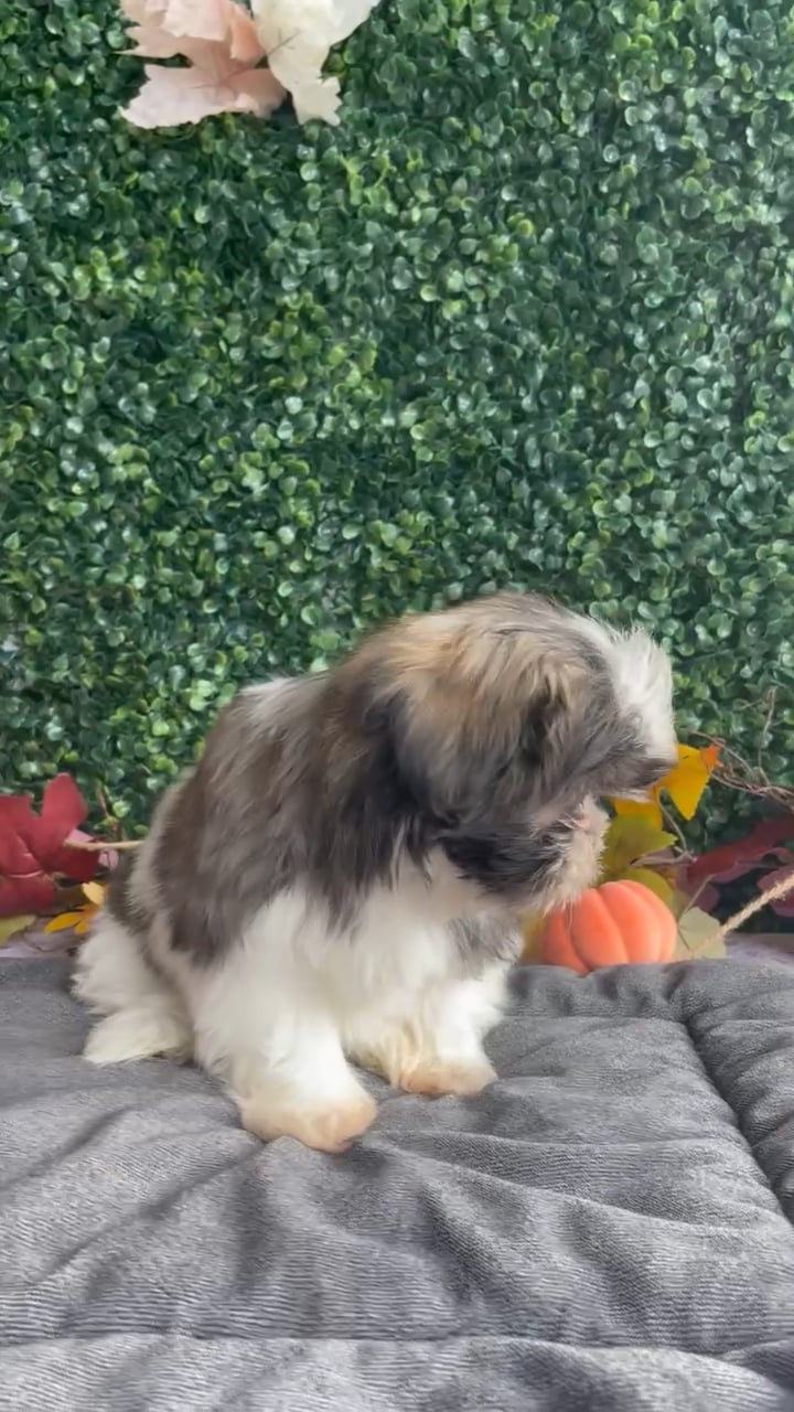 Female Shih Tzu puppy named Wanda for sale at Puppy Dreams - West Little Rock. video thumbnail