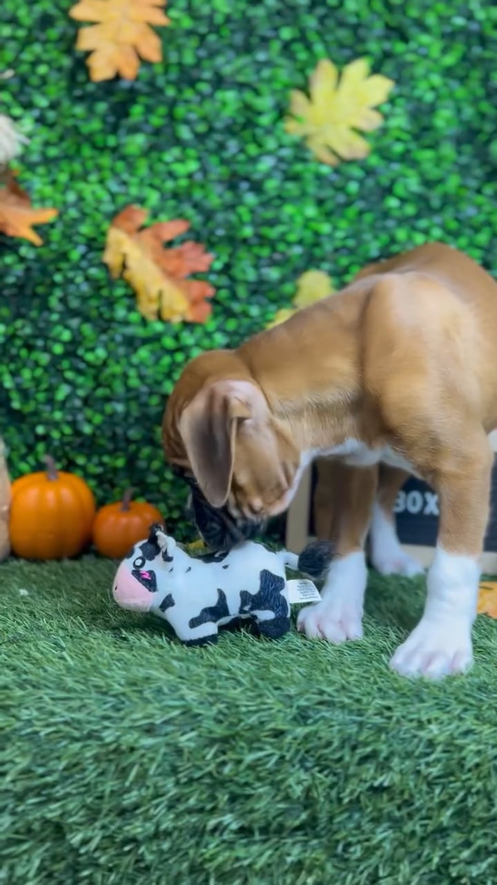 Female Boxer puppy named Gabby for sale at Pet Express Braintree. video thumbnail