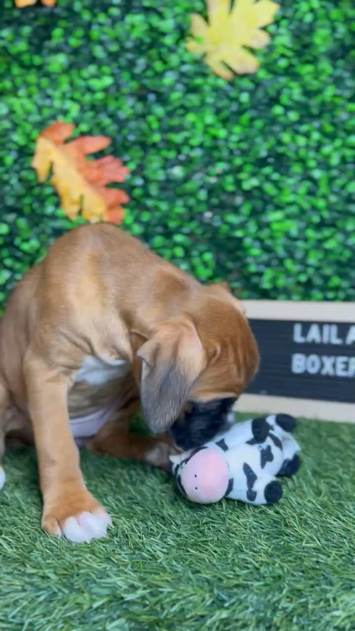 Female Boxer puppy named Laila for sale at Pet Express Braintree. video thumbnail