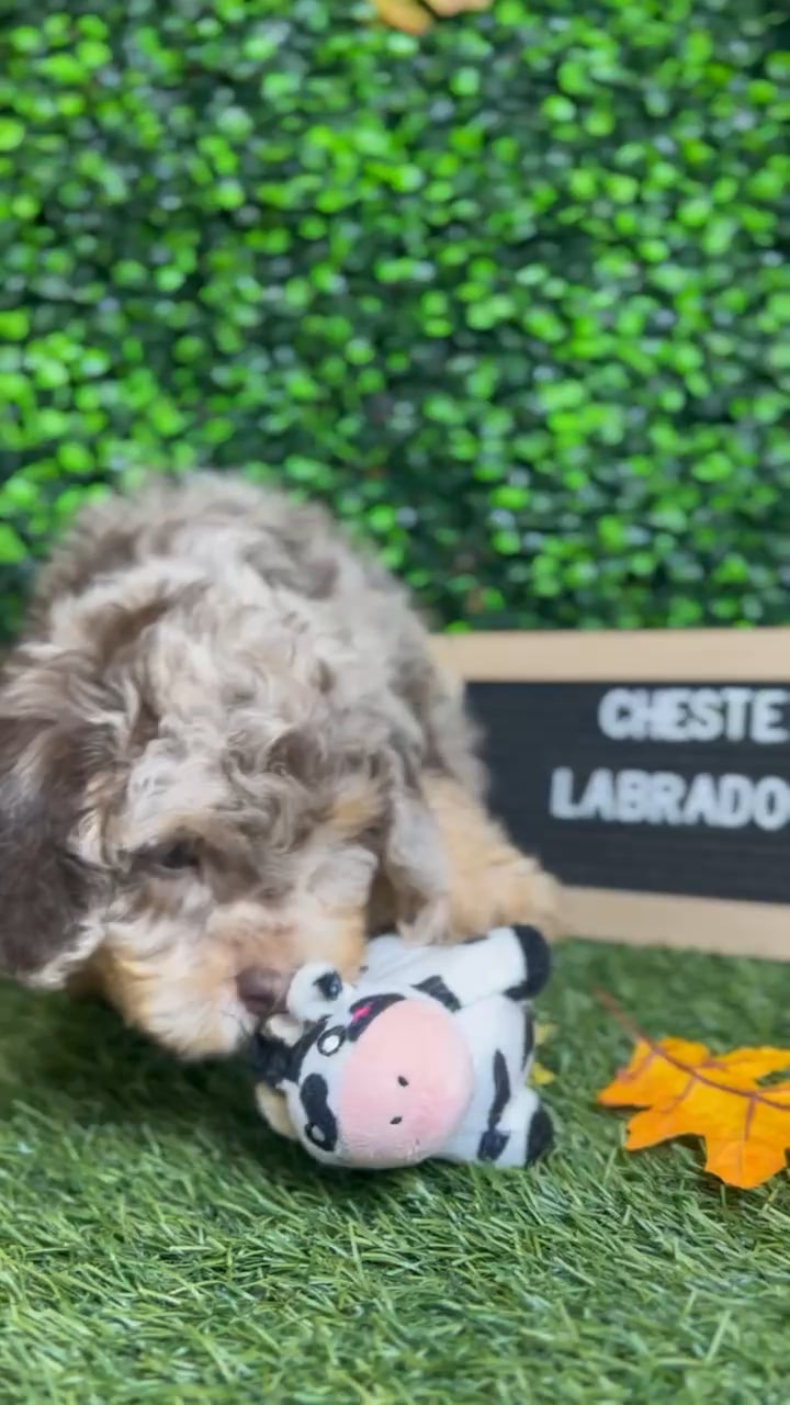 Male Mini Labradoodle 2Nd Gen puppy named Chester for sale at Pet Express Braintree. video thumbnail