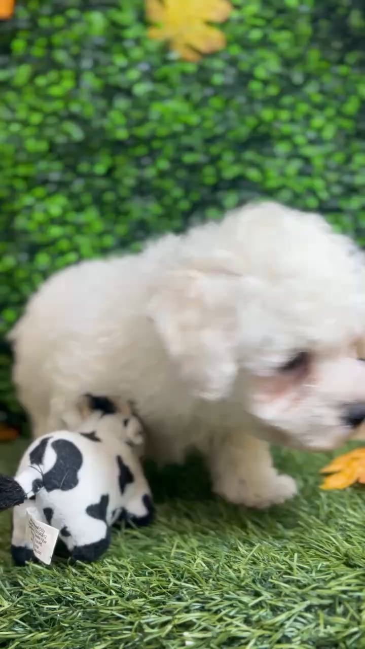 Female Bichon Frise puppy named Franny for sale at Pet Express Braintree. video thumbnail