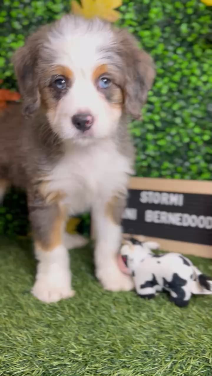 Female Mini Bernedoodle puppy named Stormi for sale at Pet Express Braintree. video thumbnail