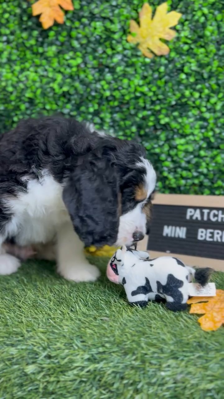 Male Mini Bernedoodle puppy named Patches for sale at Pet Express Braintree. video thumbnail