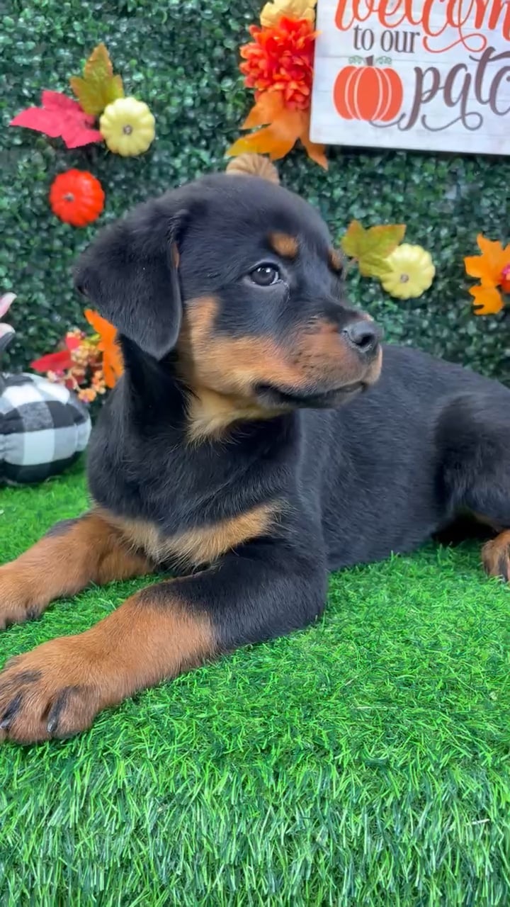 Male Rottweiler puppy named Draco for sale at Puppy Dreams - Wichita West. video thumbnail