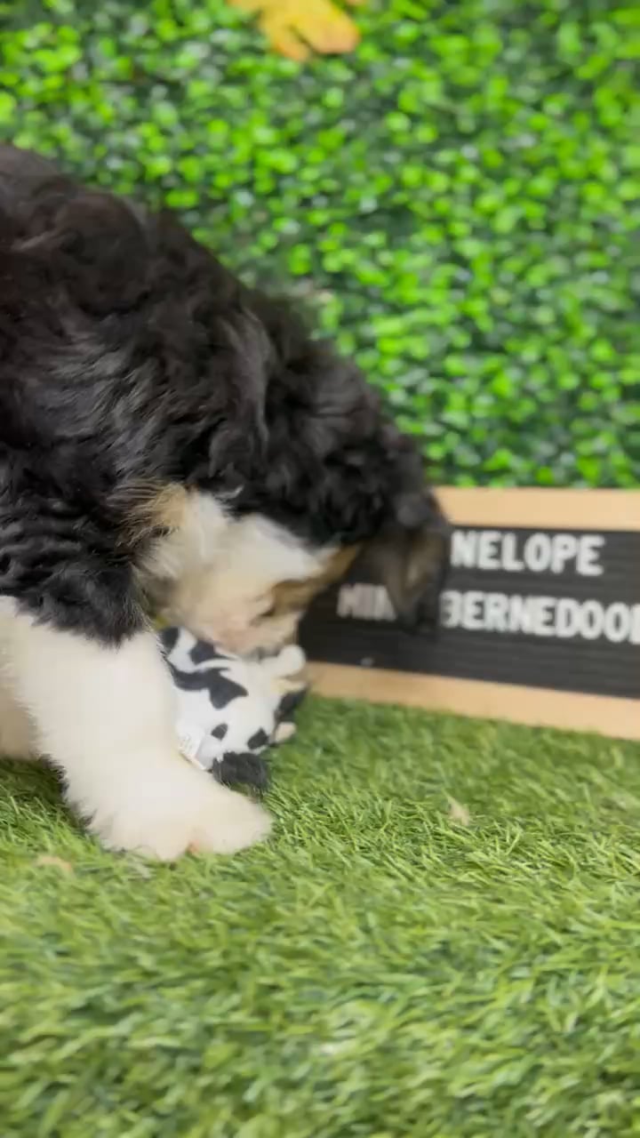 Female Mini Bernedoodle puppy named Penelope for sale at Pet Express Braintree. video thumbnail