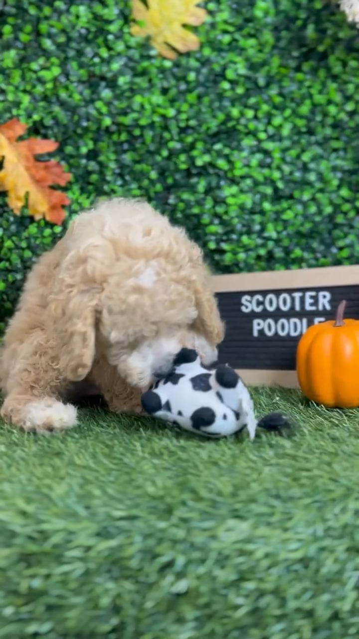 Male Poodle (Mini) puppy named Scooter for sale at Pet Express Braintree. video thumbnail