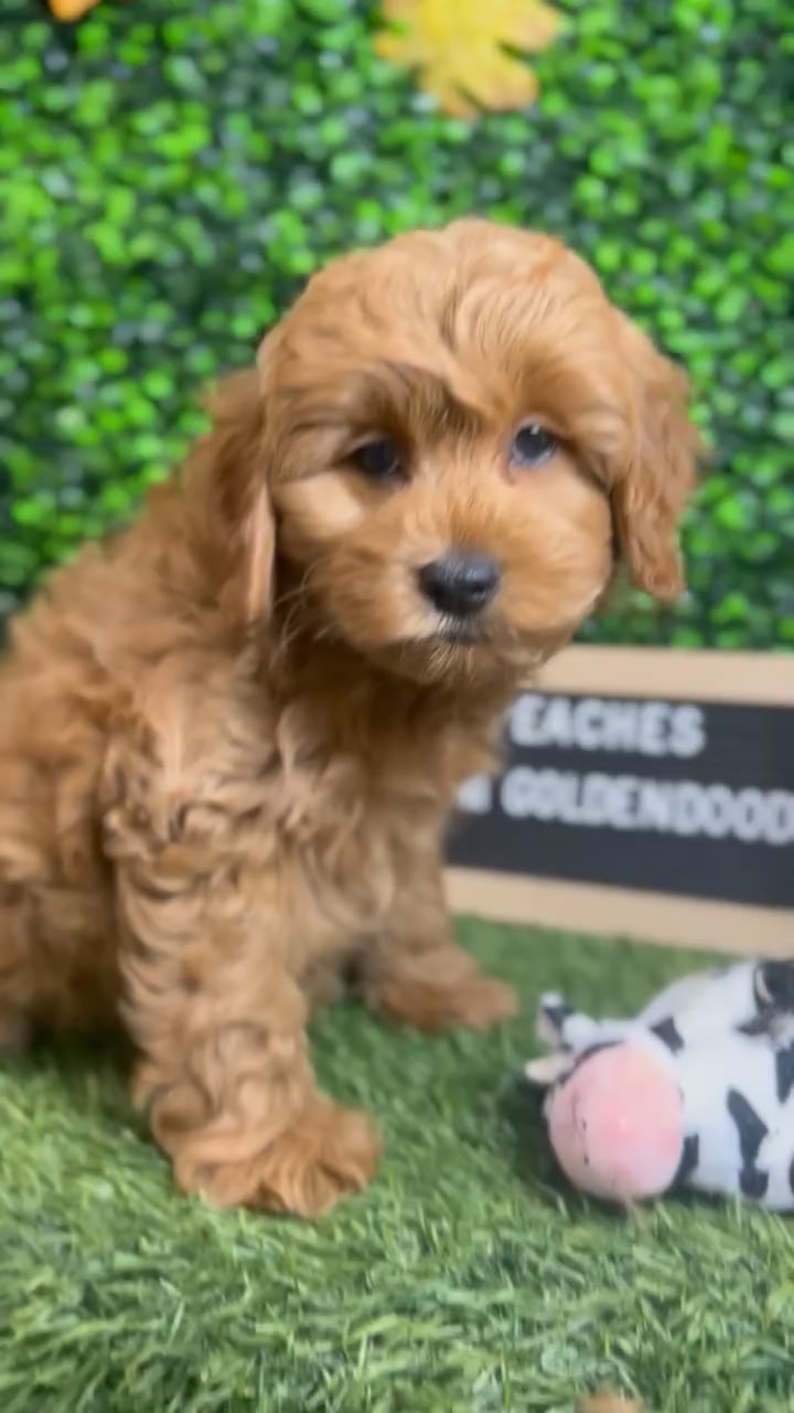 Female Mini Goldendoodle 2Nd Gen puppy named Peaches for sale at Pet Express Braintree. video thumbnail