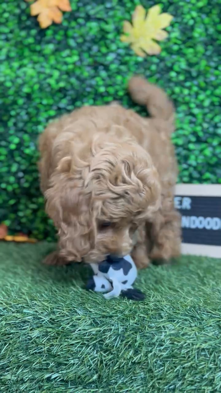 Male Mini Goldendoodle 2Nd Gen puppy named Parker for sale at Pet Express Braintree. video thumbnail