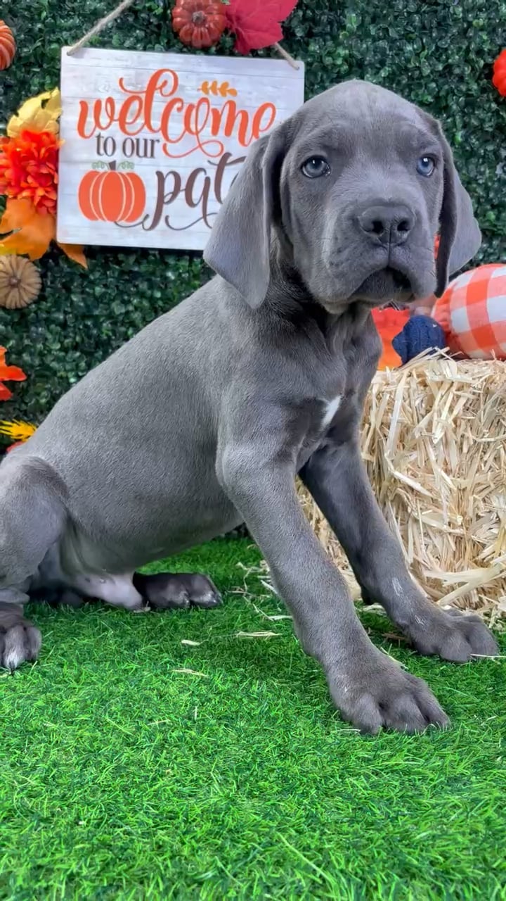 Male Cane Corso puppy named Poe for sale at Puppy Dreams - Wichita West. video thumbnail