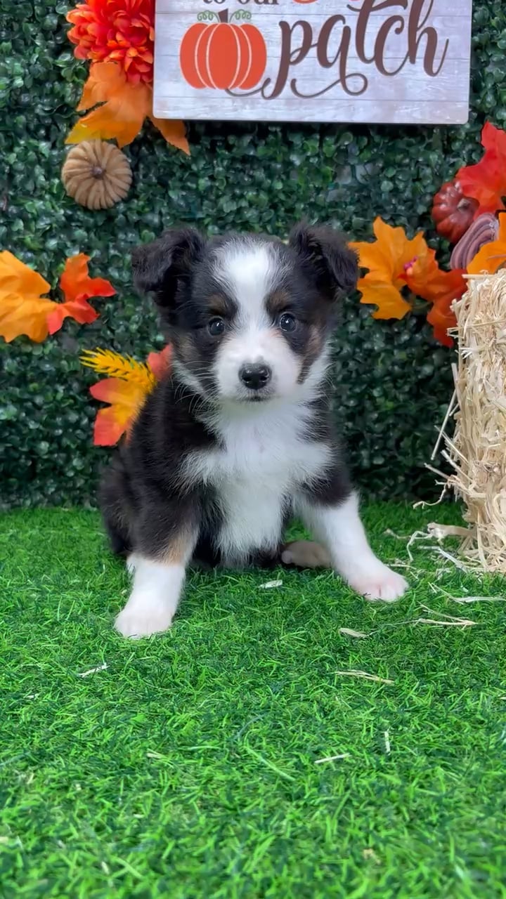 Male Mini Aussie puppy named Rusty for sale at Puppy Dreams - Wichita West. video thumbnail