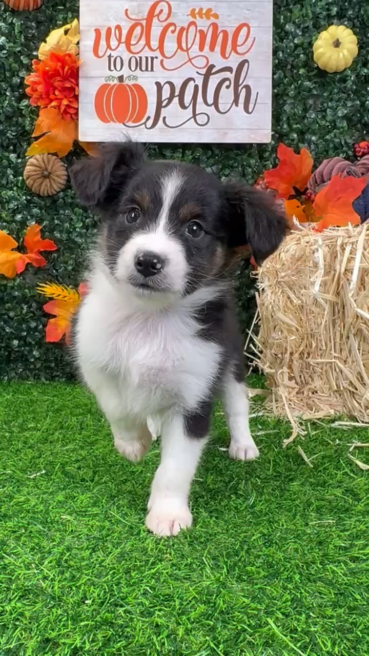 Male Mini Aussie puppy named Ripley for sale at Puppy Dreams - Wichita West. video thumbnail