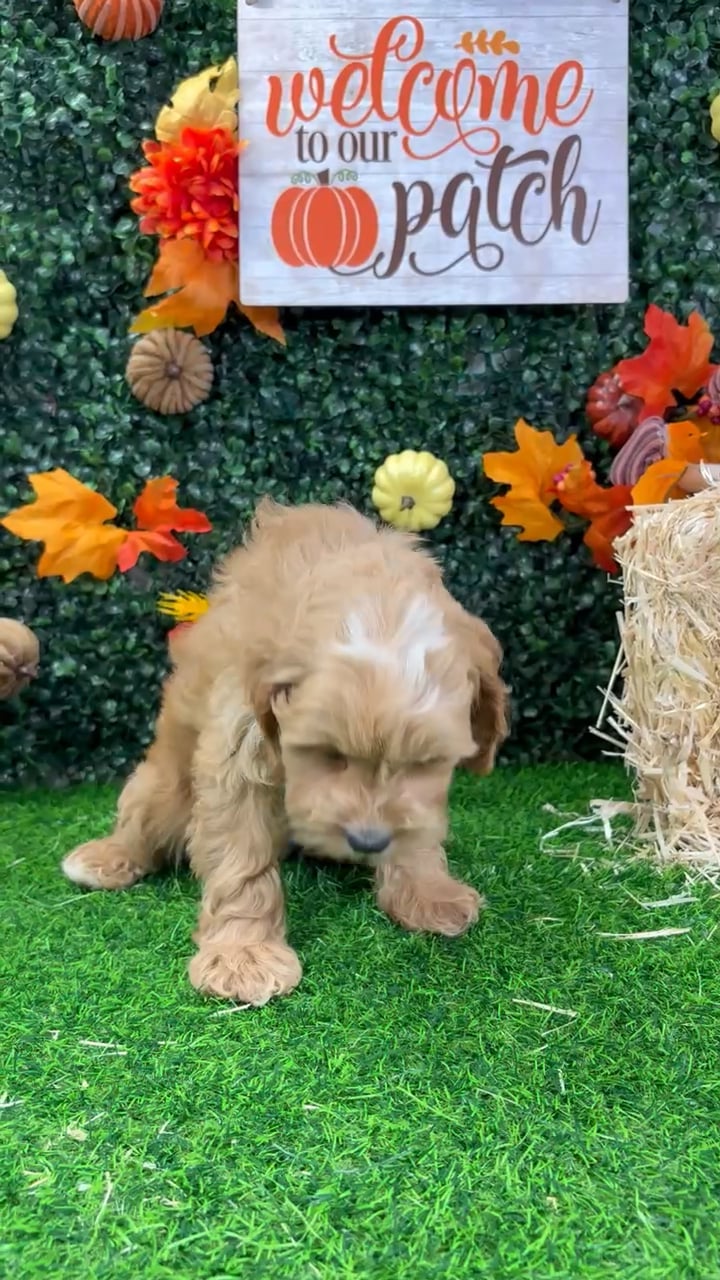 Male Cockapoo puppy named Cecil for sale at Puppy Dreams - Wichita West. video thumbnail