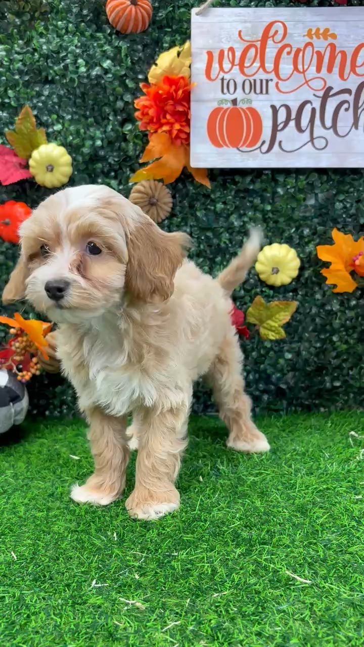 Female Cockapoo puppy named Briar for sale at Puppy Dreams - Wichita West. video thumbnail