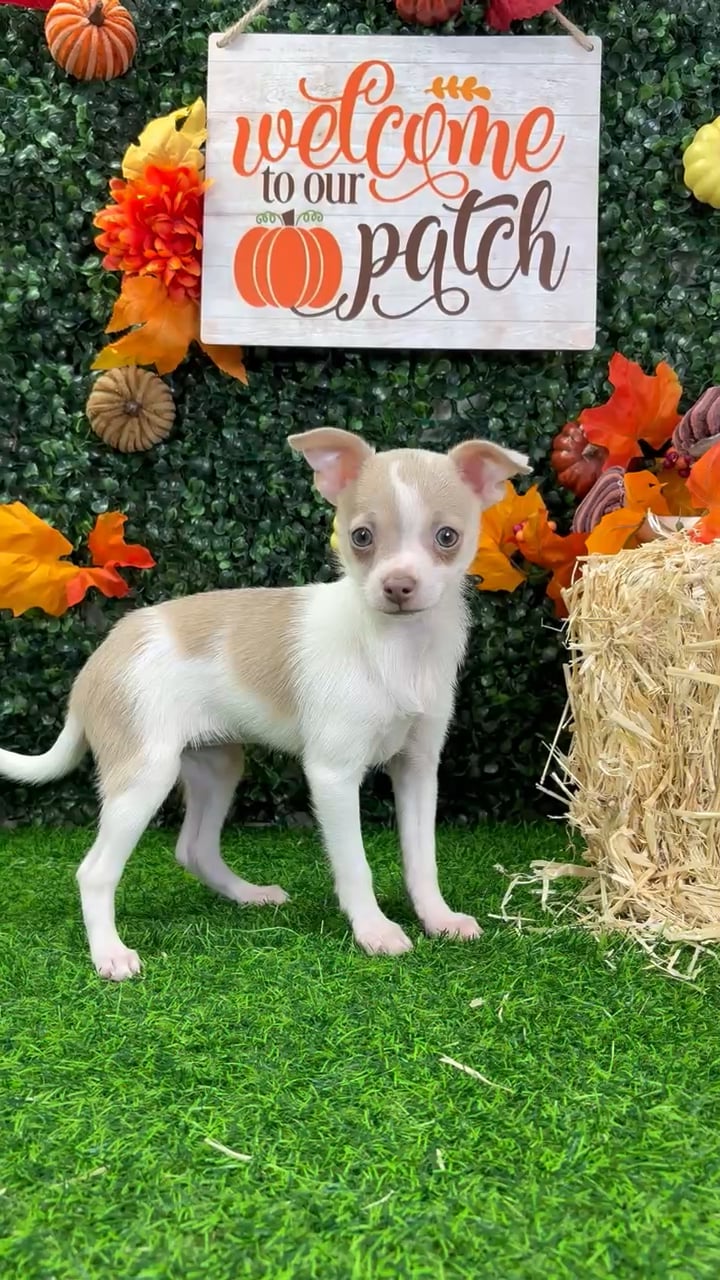 Female Chihuahua puppy named Dolly for sale at Puppy Dreams - Wichita West. video thumbnail