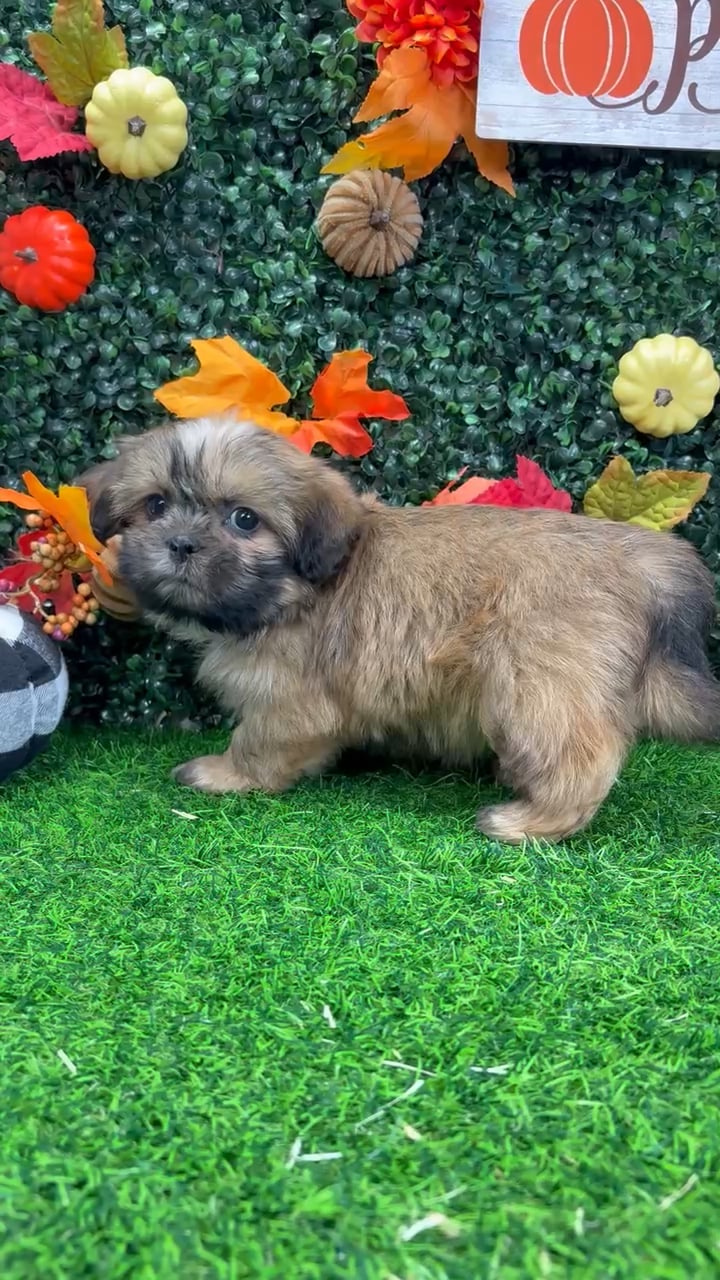 Female Shih Tzu puppy named Ivy for sale at Puppy Dreams - Wichita West. video thumbnail