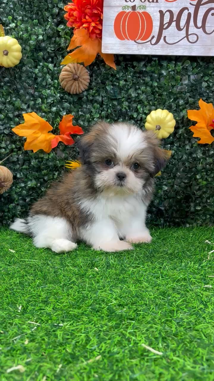 Male Shih Tzu puppy named Zim for sale at Puppy Dreams - Wichita West. video thumbnail