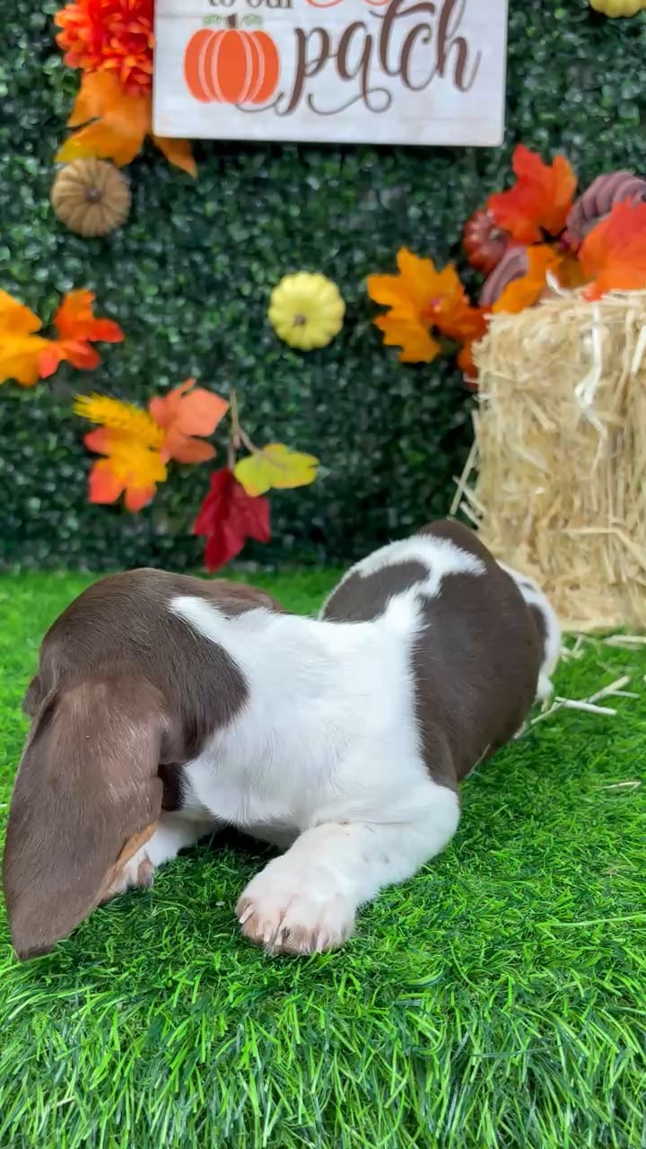 Male Dachshund puppy named Cow for sale at Puppy Dreams - Wichita West. video thumbnail