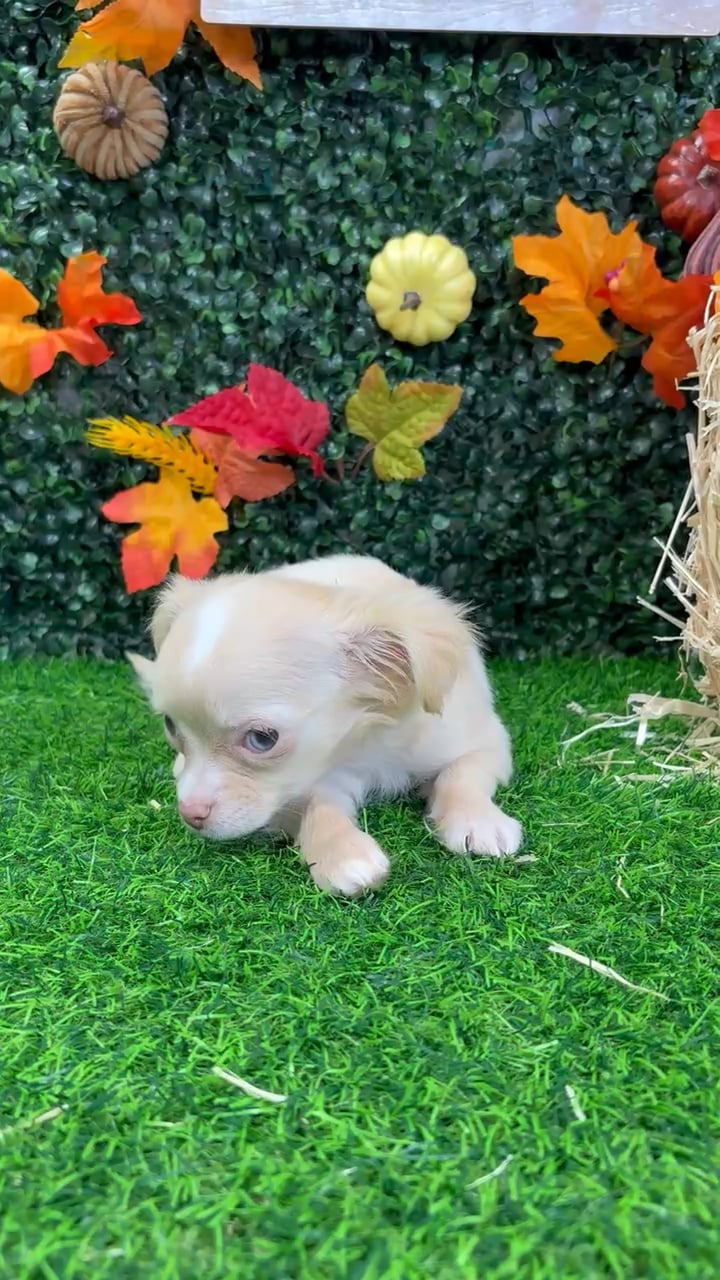 Male Chihuahua puppy named Fig for sale at Puppy Dreams - Wichita West. video thumbnail
